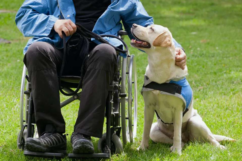 Assistance Animals - Know a Handler’s Rights!