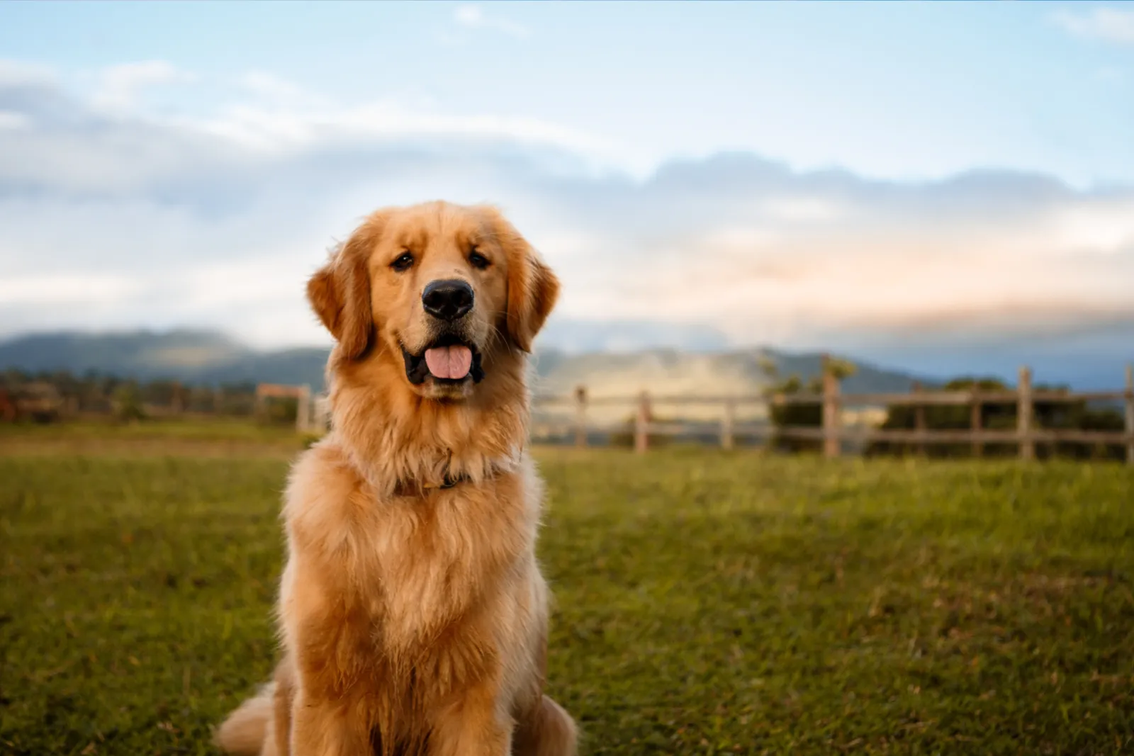 Deciding Who Keeps the Family Pet in Family Law Matters